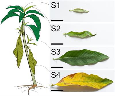 A comparative analysis of morphology, microstructure, and volatile metabolomics of leaves at varied developmental stages in Ainaxiang (Blumea balsamifera (Linn.) DC.)